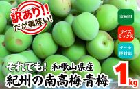 [2025年6月上旬出荷] 青梅 南高梅 約1kg 訳あり サイズミックス 和歌山県産 A品 梅酒作り用 梅ジュース作り用