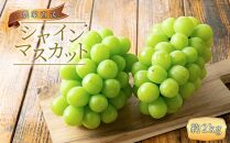 農家直送 朝採り シャインマスカット  約2kg【先行予約】